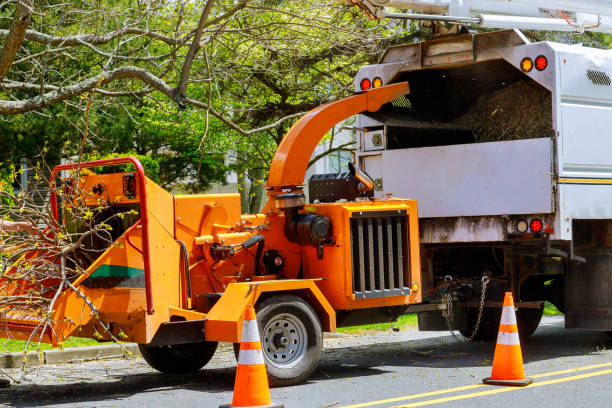 The Steps Involved in Our Tree Care Process in Southwest Ranches, FL